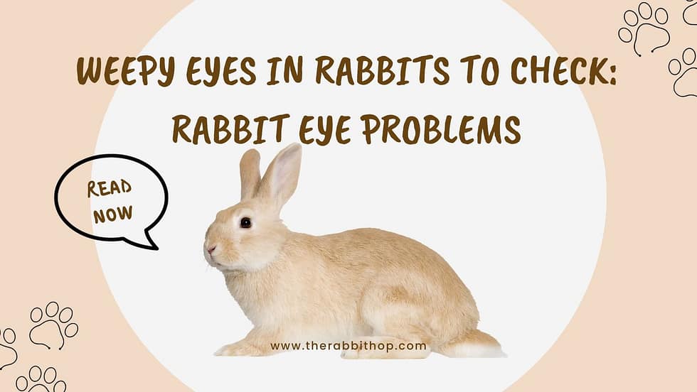 Weepy Eyes In Rabbits To Check Rabbit Eye Problems The Rabbit Hop