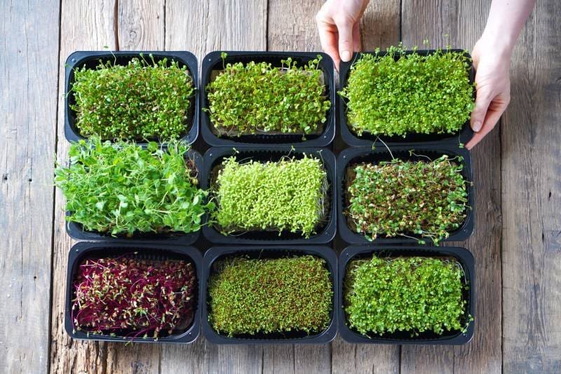 microgreen sprouts