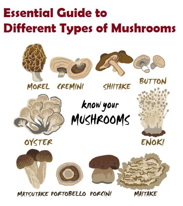 Essential Guide to Different Types of Mushrooms