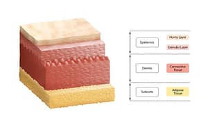 layers of skin