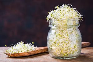 Fresh healthy green alfalfa seed sprouts