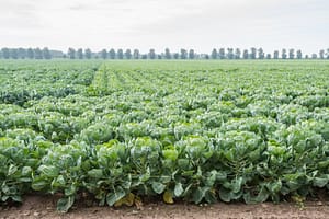Brussels Sprouts field