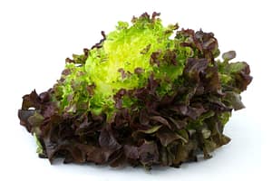 Oak Leaf Lettuce