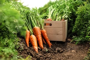 Harvesting Ripe Carrots