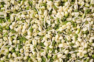 mung bean sprout nutrition