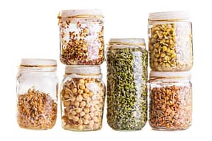 Glass jars with different sprouting seeds growing