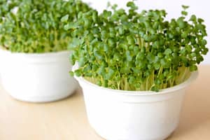 Broccoli sprouts grown in soil in white pots.