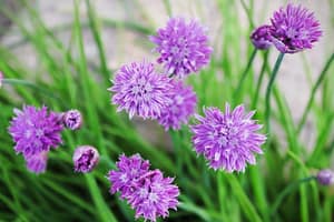 Chive blossoms in bloom.