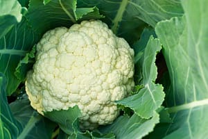 Cauliflower: Packed Full of Vitamins and Minerals!
