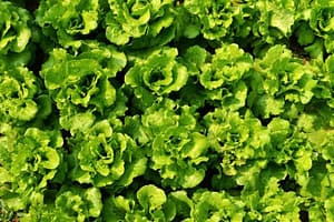 romaine lettuce, high in beta-carotene
