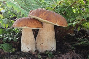 porcini