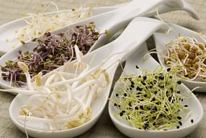 Assorted sprouts in white spoons