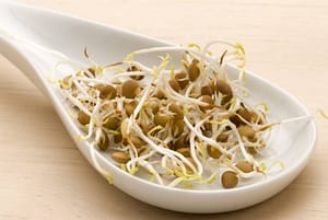 Lentil sprouts in a white spoon.