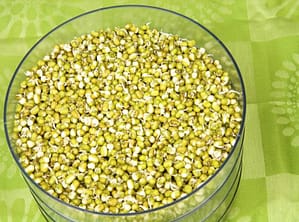 Photo of Mung Bean Sprouts in a Sprout Maker
