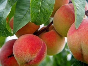 peach nutrition facts | peach health benefits