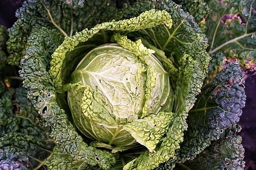 sauerkraut health facts | cabbage