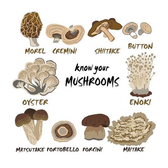 different types of mushrooms, mushroom names list