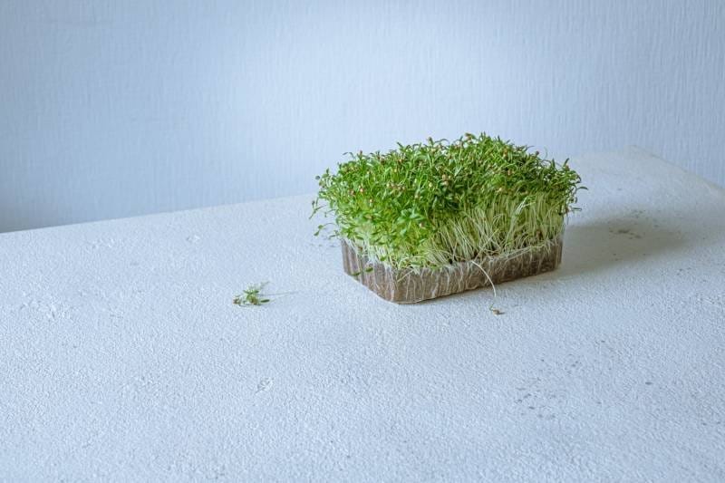 Health Benefits of Sprouts to Have