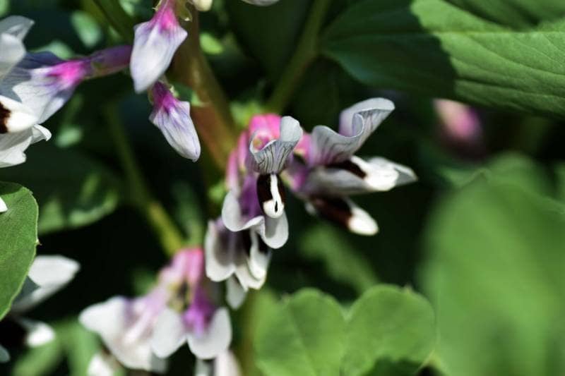 What Are Flower Vegetables?