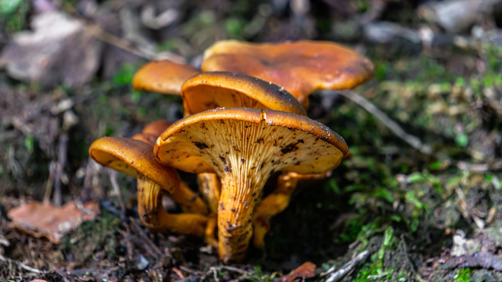cluster of Omphalotus olearius, commonly known as the jack-o'-lantern mushrooms, are poisonous orange gilled mushrooms. They are notable for their bioluminescent properties.
