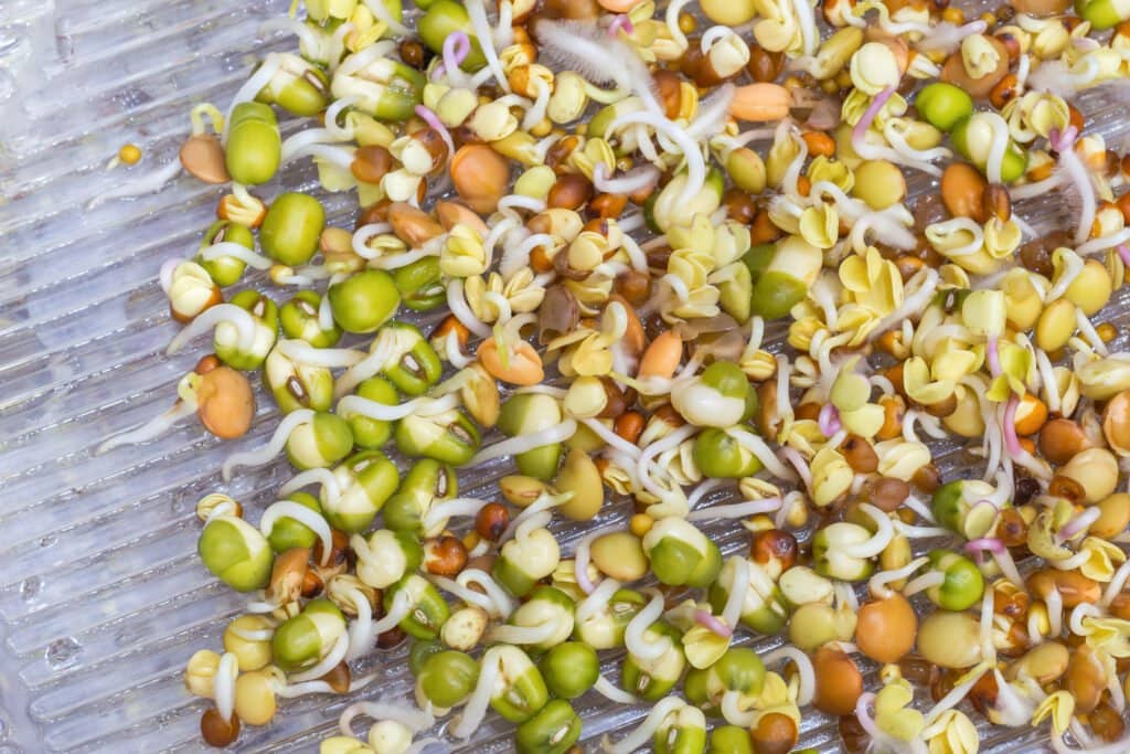 Benefits of Eating Raw Sprouts