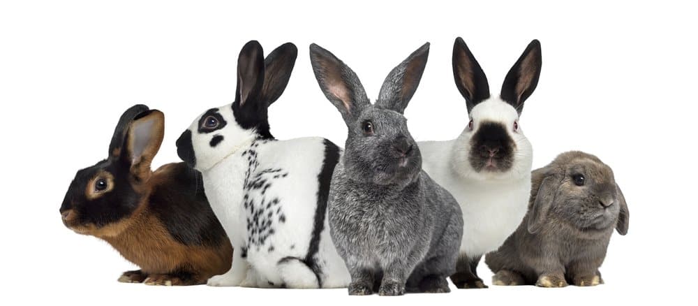 rabbit information and tips for all breeds