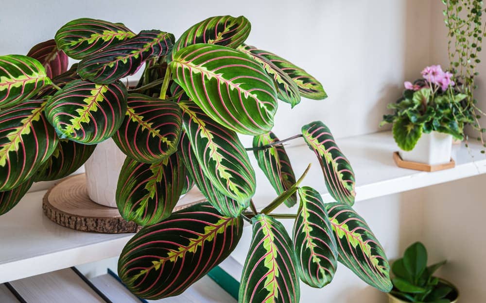 MARANTA PRAYER PLANT CARE