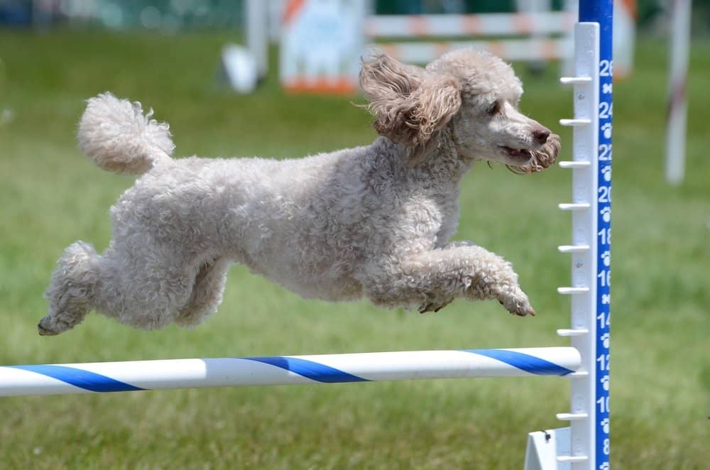 fun facts about poodles