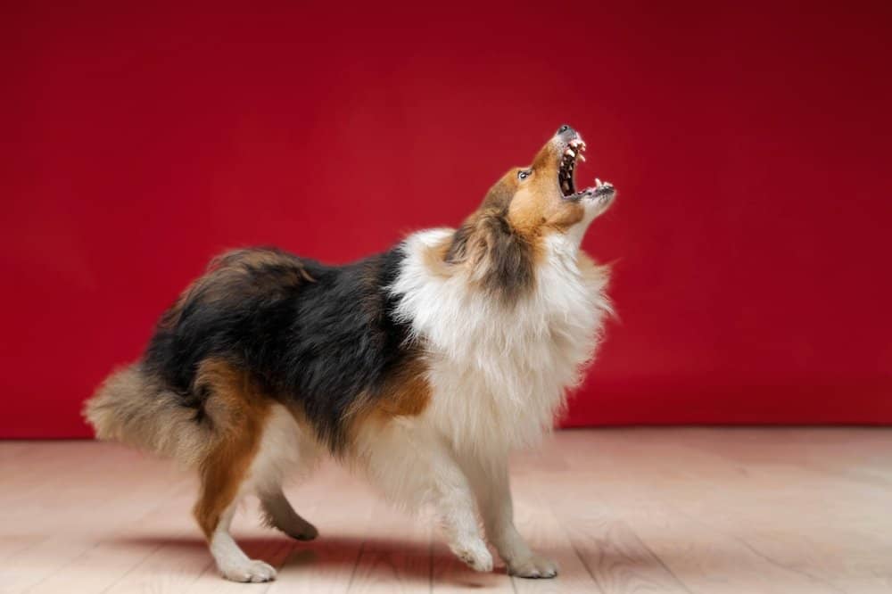 Barking Bonanza: Understanding Your Dog’s Vocal Language and When to Take Action
