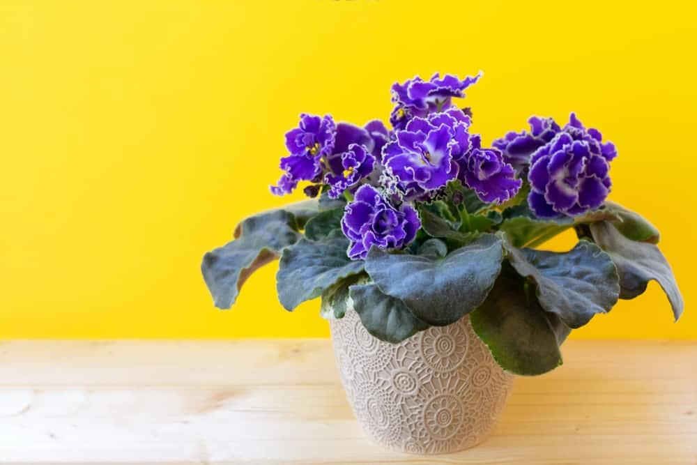 favorite flowering house plants, african violet