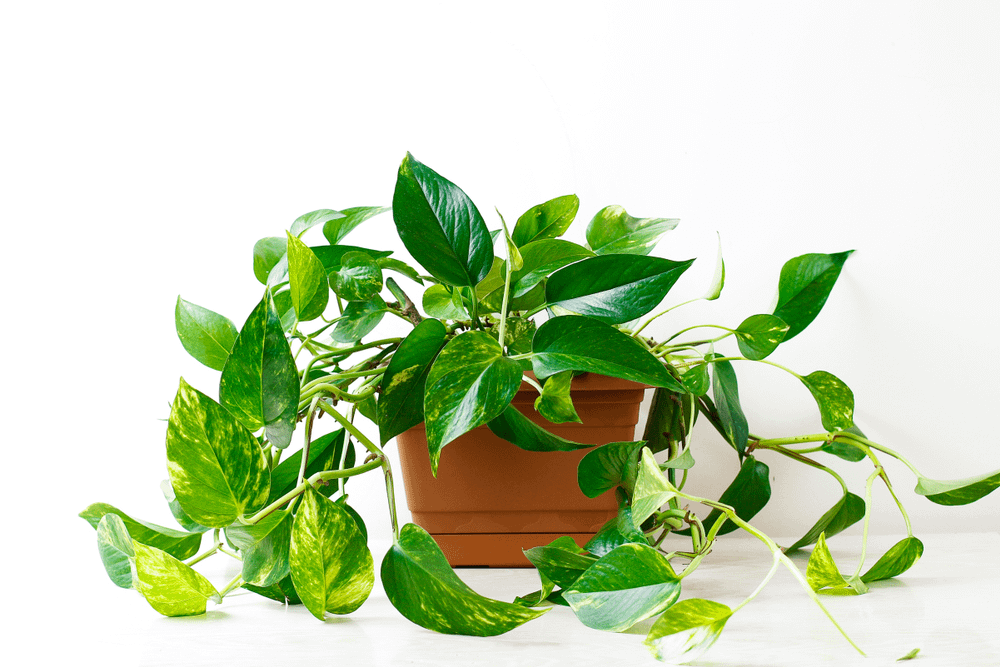 golden pothos: pothos houseplant varieties