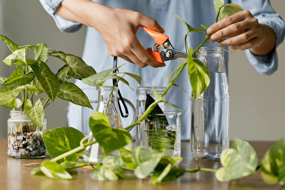 propagating houseplant