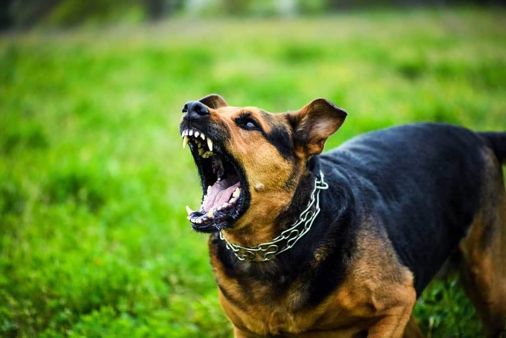 dog barking