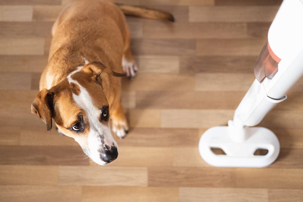 Fearful Fido: How to Identify and Help a Scared Dog
