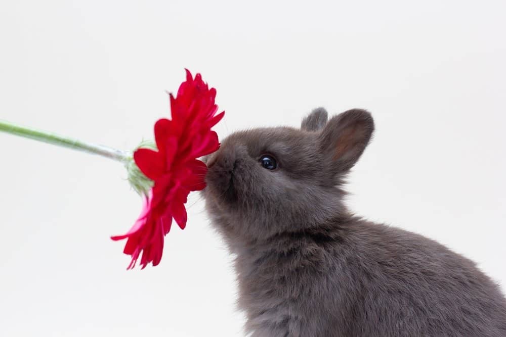 new pet rabbit
