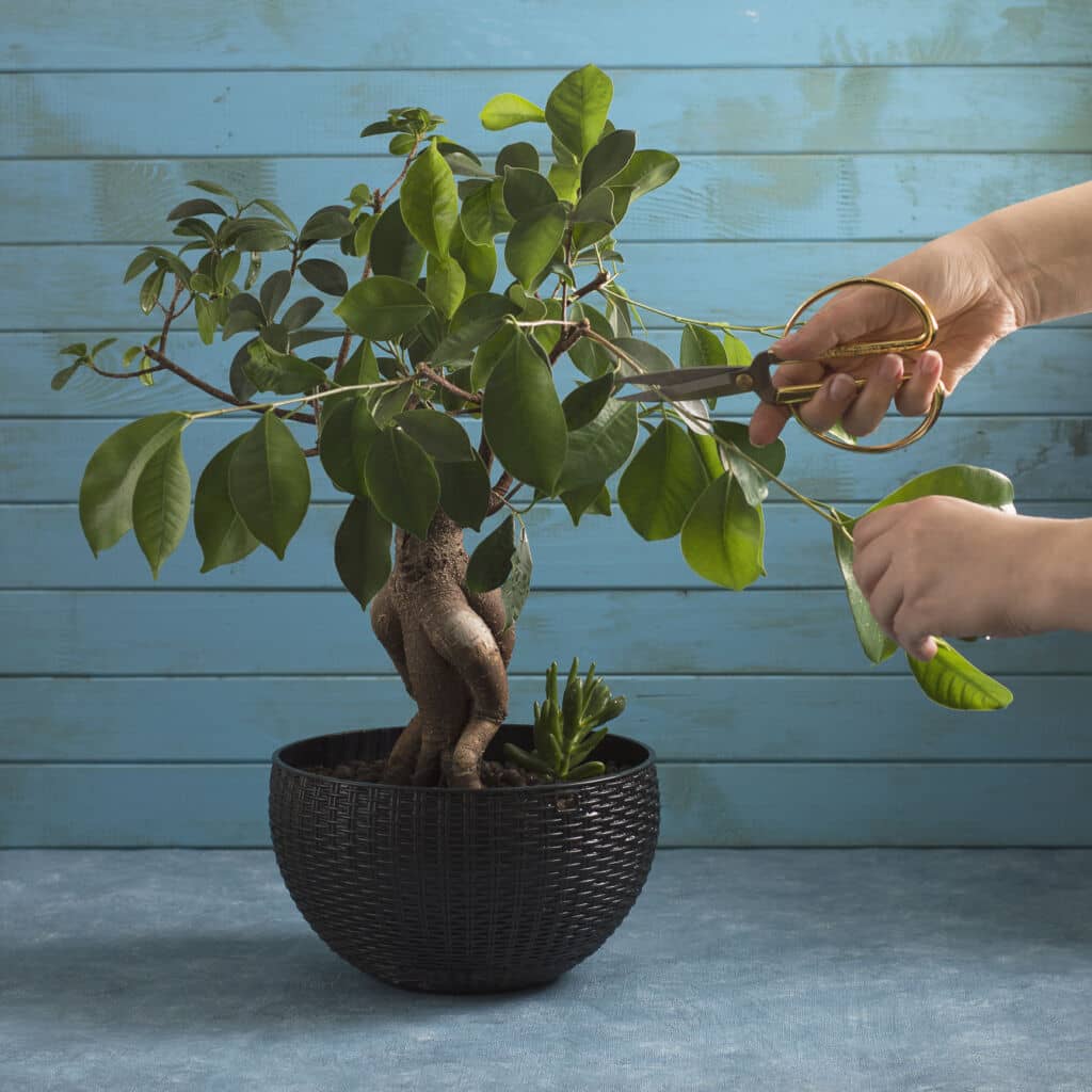 bonsai techniques