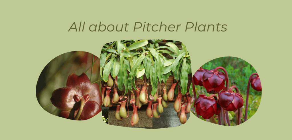 All about Pitcher plants