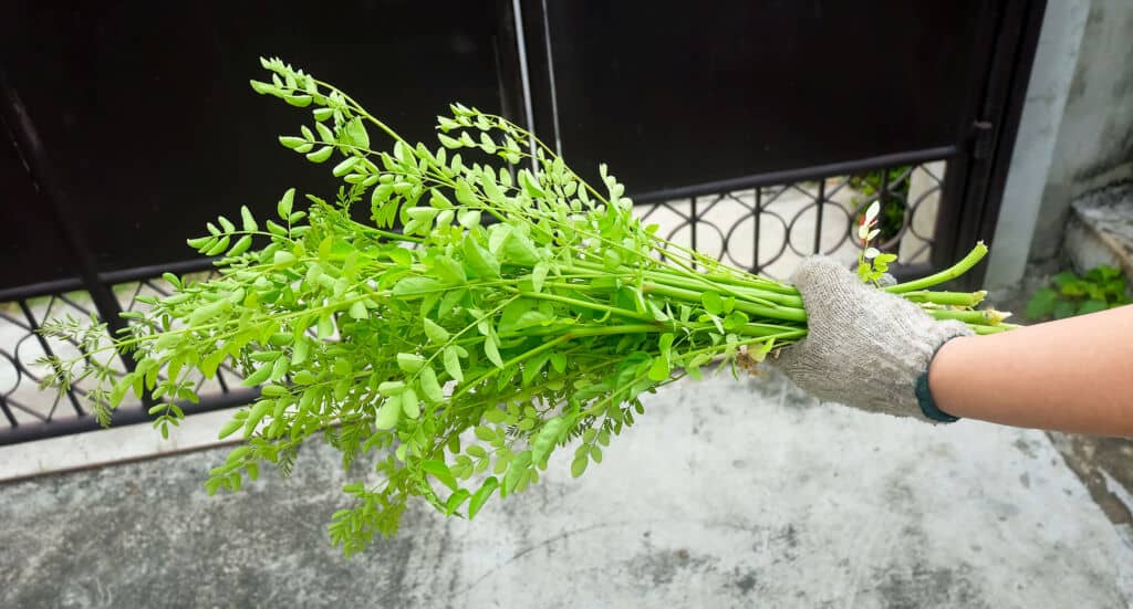 Moringa tree as a houseplant