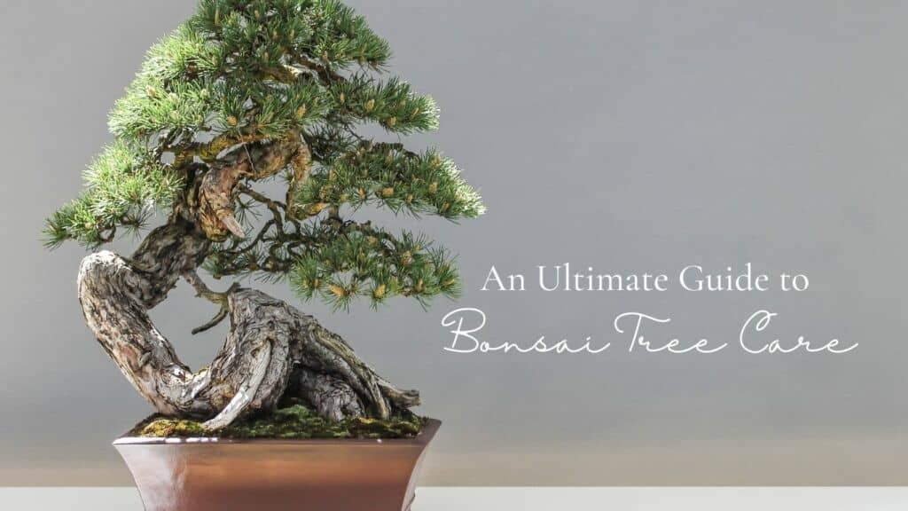 An Ultimate Guide to Bonsai Tree Care