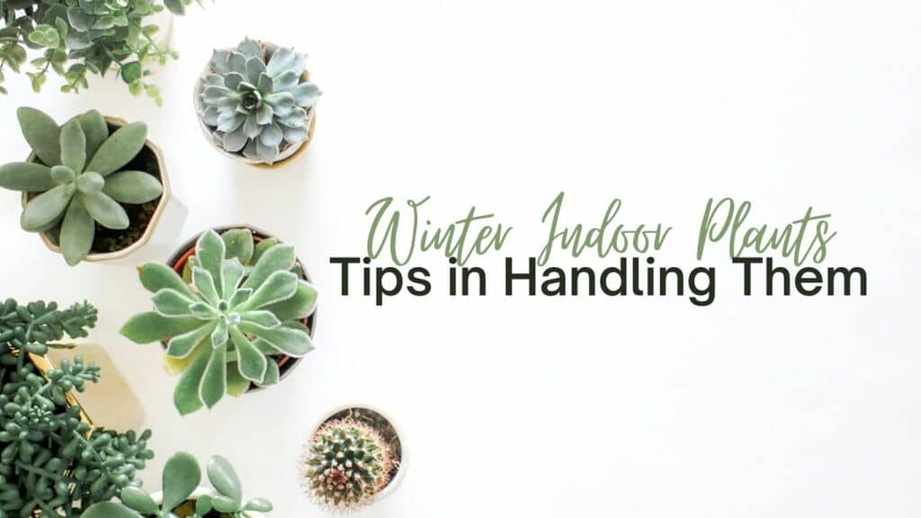 Winter Indoor Plants; Tips in Handling Them
