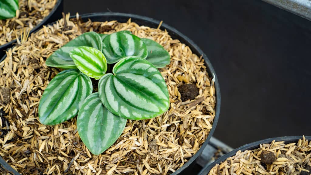 peperomia plants