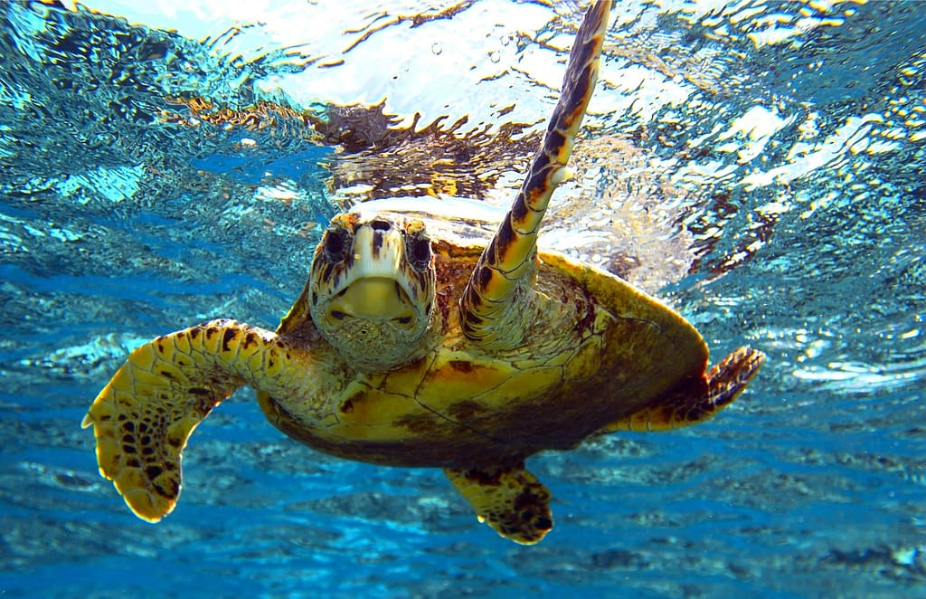 snorkeling in Florida Keys