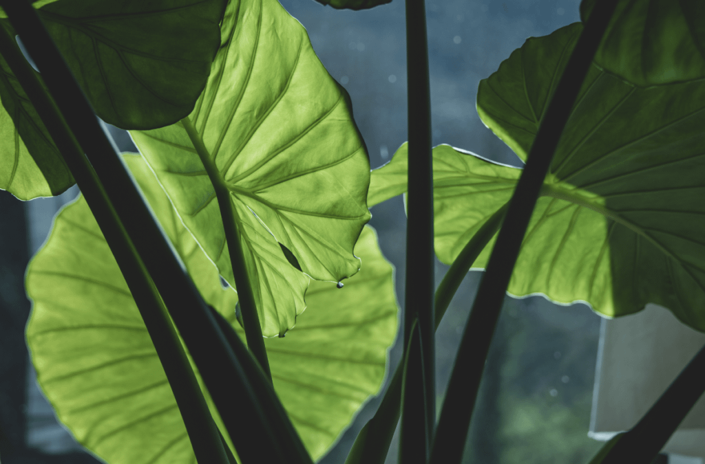 Elephant Ear Plants