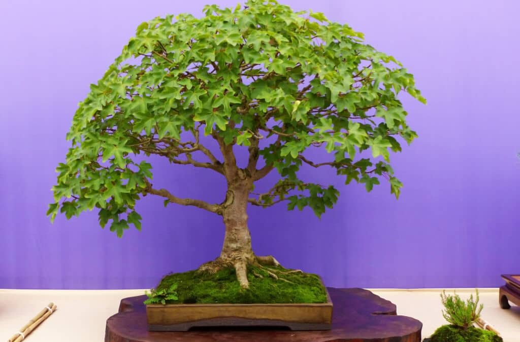 Bonsai Styles, Fascinating Facts About Bonsai Forms