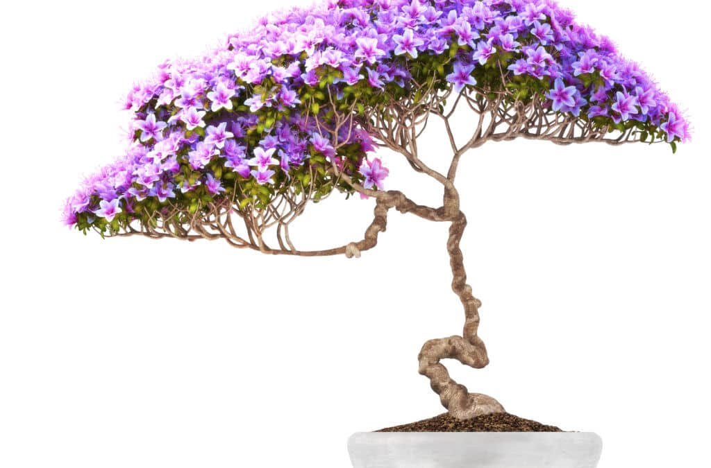 Rare Bonsai Trees