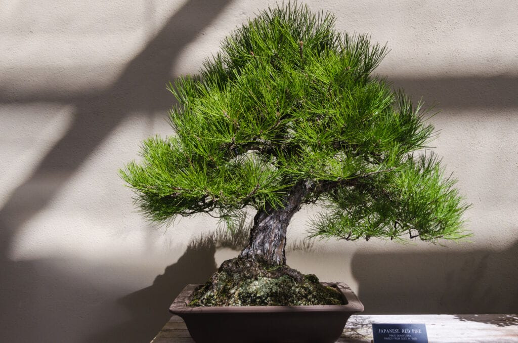 Bonsai for Beginners