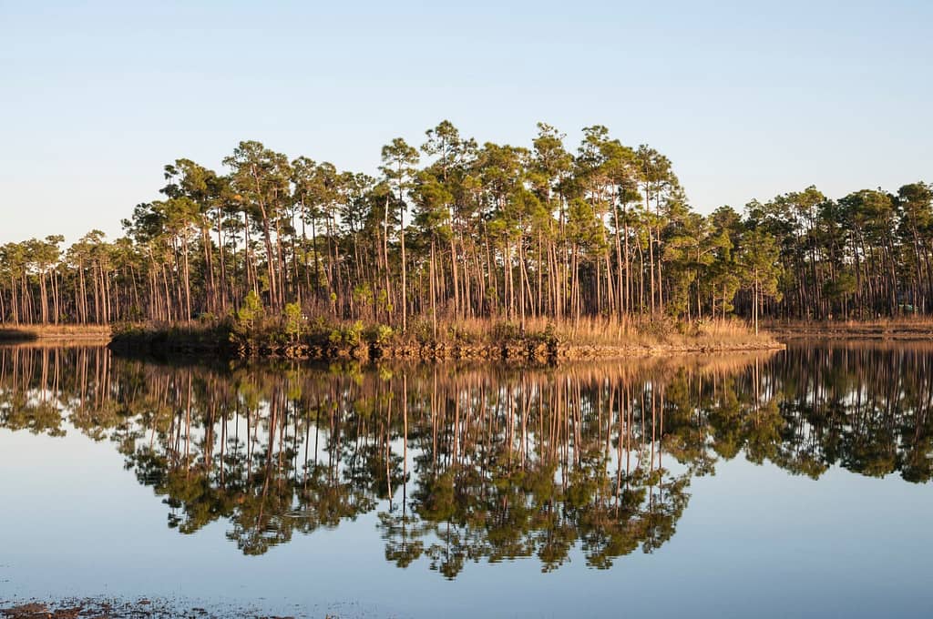 plants in the everglades