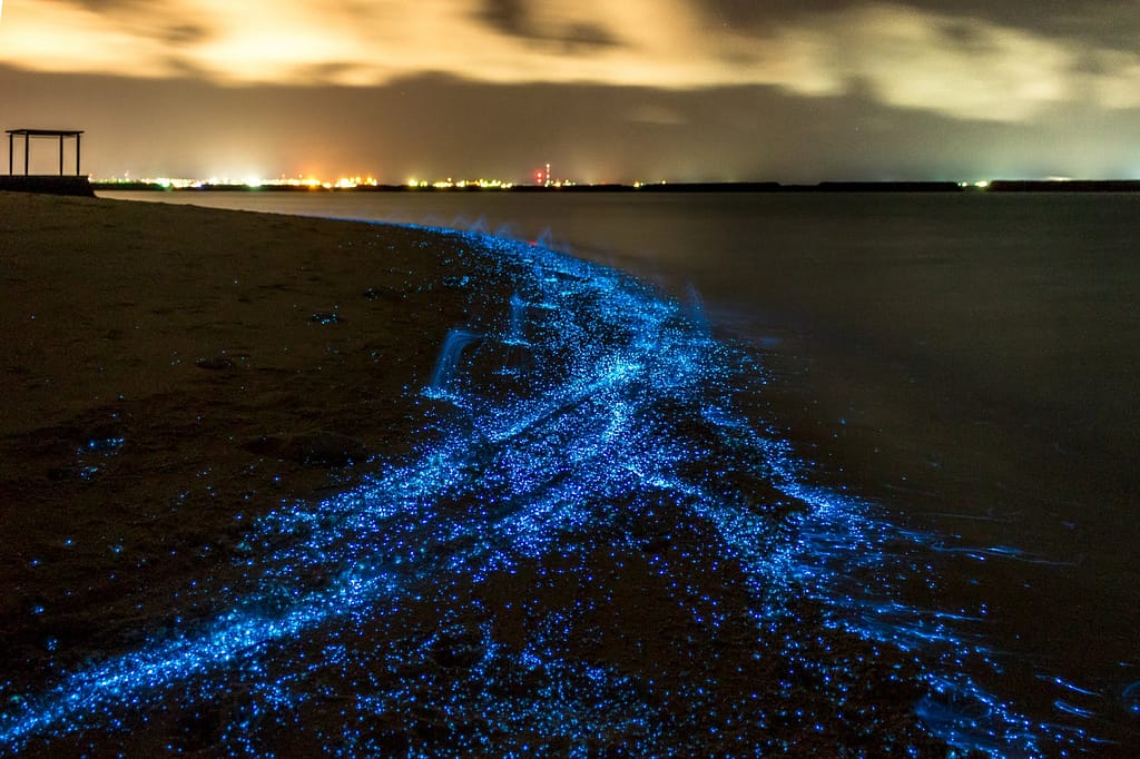 Bioluminescent kayaking in Florida 