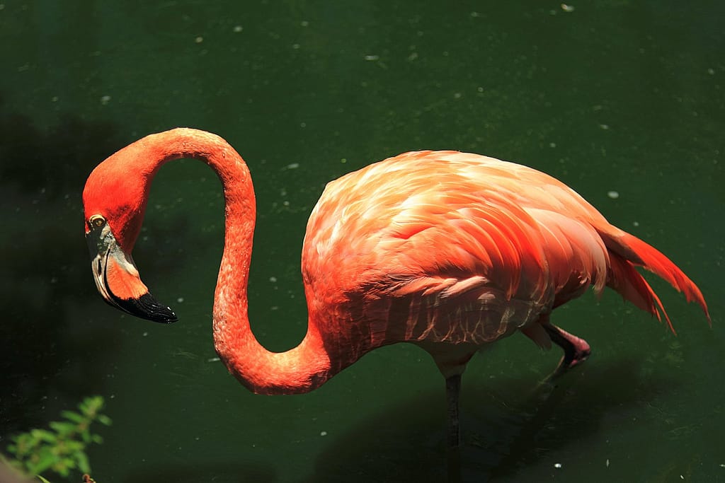 flamingo in florida national park
