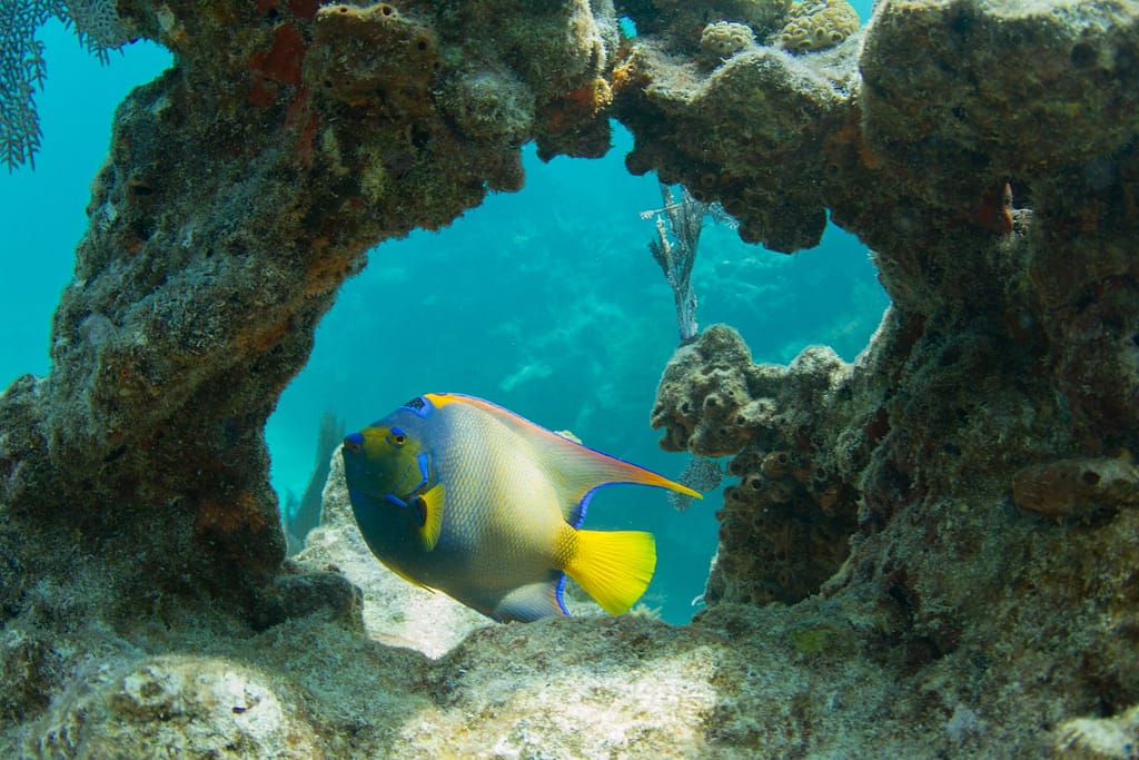 Best Snorkeling in Florida Keys